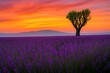 © Vextox - Beautiful landscape of lavender filed in Provence  France