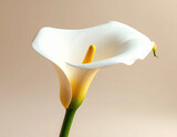 close-up photograph showcases a single, elegant white calla lily. The smooth, curved spathe gracefully surrounds a bright yellow spadix. A portion of the green stem is visible against a soft, warm 