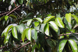 photo of garcinia mangostana tree leaves