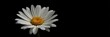 © retirementfun - Single daisy, stark white petals against pure black backdrop, closeup, background, white