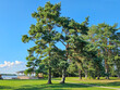 Park area with green lawns and tall pines on the Pskov Bay in the town of Varska, Estonia. 