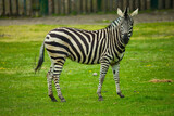 Zebra stojąca posrodku łąki patrząca sie przed siebie