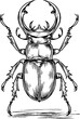 © Artem - Engraved illustration of stag beetle in black, detailed nature art for print, card, poster