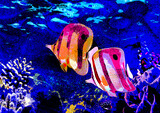 Ilustracja kolorowe ryby tropikalne na dnie oceanu.