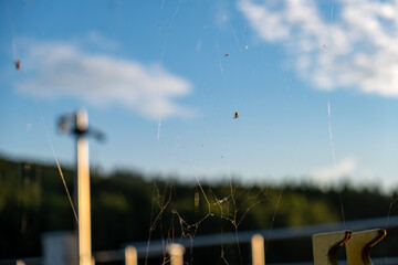 Close up of spider sitting on its web with blue sky and clouds in soft background.