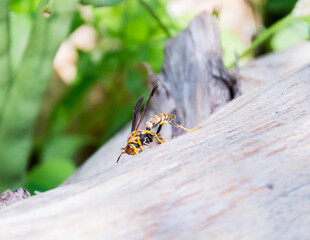 wasp