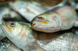 © AWM Anisuzzaman - Freshly caught Hilsa fish, a delicacy in Bangladesh, on ice.