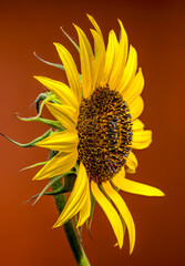 Wall Mural - A vibrant yellow sunflower on a bold red background