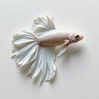 © Athiphat - Lone betta fish with glossy platinum white body, shimmering reflective scales