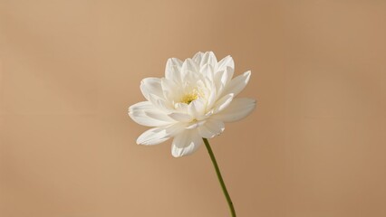 Wall Mural - White floral subject with a creamy, softly focused elongated background