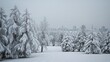 White trees blanketed by snow in a winter park