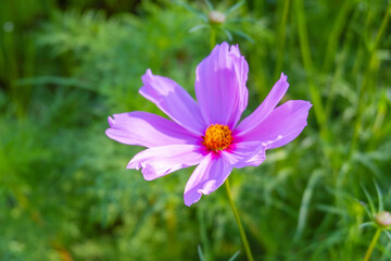 Wall Mural - Beautiful pink cosmos flowers blooming in garden,spring season.