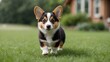 © AkuAku - Adorable small dog strolling across vibrant grass