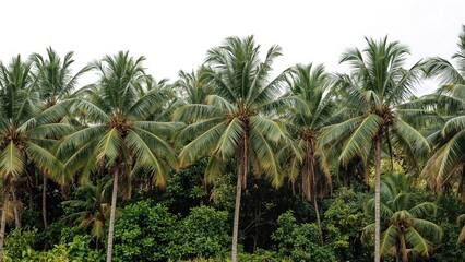 Wall Mural - High-resolution photos of isolated coconut and palm trees against a white backdrop