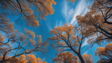 Wall Mural - skyline with branch trees shown from an elevation perspective
