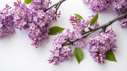 Small lilac flower cluster and branch set against a white background