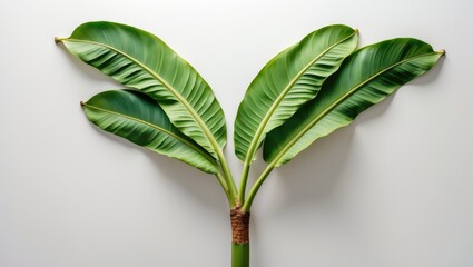 Wall Mural - Bottom-up perspective of a banana leaf isolated on white