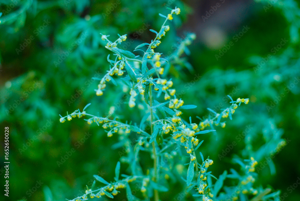 wormwood and plant and medicine