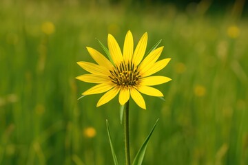 Wall Mural - Summer meadow showcasing a striking yellow wildflower in full bloom