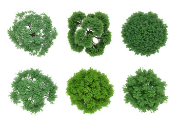 Overhead view of six different tree types with lush green foliage isolated on a clean transparent background for design elements
