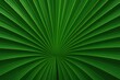© ArtificialHorizons - Radiating leaves from a palm tree