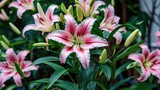Garden scene featuring a vibrant pink Asiatic lily