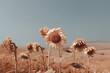 © Cheewynn - Sunflowers stand tall in a dry, golden field under a clear blue sky, capturing the warmth of a late summer or early autumn day