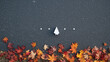 © zhang - Autumn Creative Scene (Paper Airplane, Autumn Leaves, Asphalt Pavement), Seasonal Atmosphere & Childlike Inspiration Material