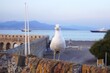 © Alina - seagull in the seaport