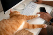 © aapsky - An orange tabby cat is laying on a desk reaching a paw towards a man's hand as he works at a computer with a phone and mouse at home