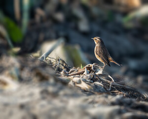 Wall Mural - A Blue throat