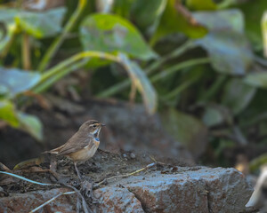 Wall Mural - A Blue throat