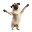 © Tanu - Pug joyfully standing on hind legs with paws raised in celebration indoors