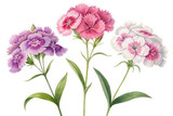 Three delicate dianthus flowers in shades of pink and purple isolated on transparent background