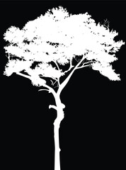 Wall Mural - tree small silhouette isolated on black background