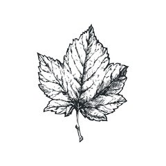 Wall Mural - Black and White Sketch of a Single Autumn Maple Leaf on White