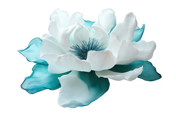 closeup of a beautiful teal and white flower isolated on transparent background