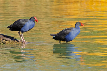 Wall Mural - a pair of colorful australasian swamphens (porphyrio melanotus) in shallow water, south australia