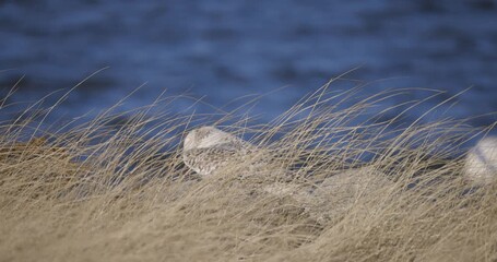 Wall Mural - Snowy owl perched among tall golden grasses near blue water backdrop.