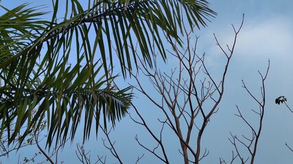 Wall Mural - calm view of palm leaves and dry tree branches under clear blue sky. perfect for nature, environment