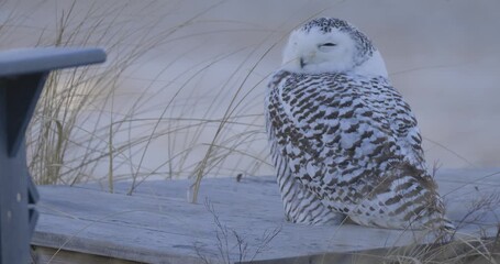 Wall Mural - Snowy owl perched on wooden structure near beach grass during winter in coastal habitat.