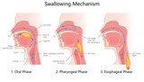 three phases of swallowing oral, pharyngeal, and esophageal with labeled anatomy and bolus movement structure diagram hand drawn schematic raster illustration. Medical science educational illustration