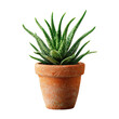 © Nadyah - A small aloe vera plant in a terracotta pot