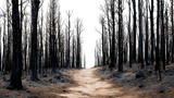 Natural dirt path in burnt forest design element PNG