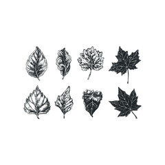 Wall Mural - Collection of Hand Drawn Botanical Leaf Illustrations