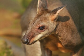 Wall Mural - close up of a cute dusky wallaby