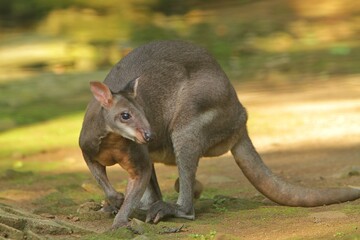 Wall Mural - portrait of a cute dusky wallaby