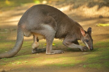 Wall Mural - portrait of a cute dusky wallaby