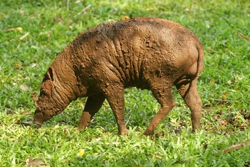 Wall Mural - A babirusa roams the grass during the day