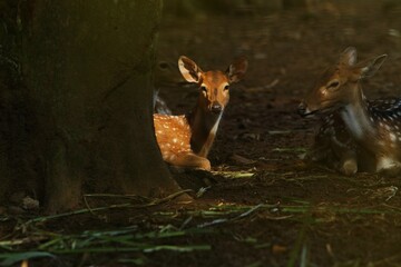 Wall Mural - a sitatunga lying on the ground in the light